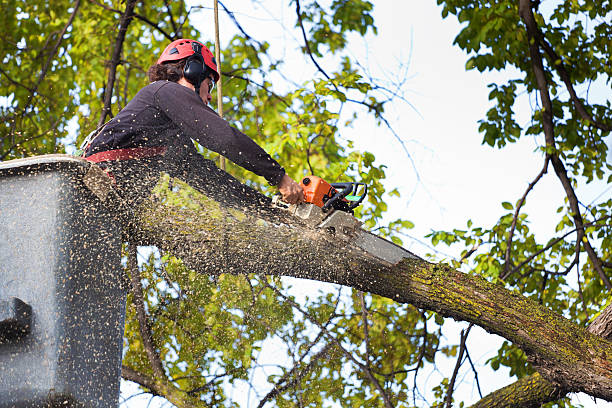 Residential Tree Removal in Stanley, NC